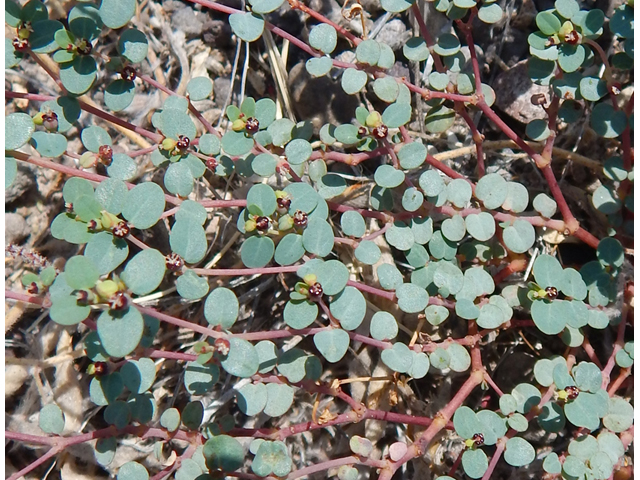 Chamaesyce cinerascens (Ashy sandmat) #78097