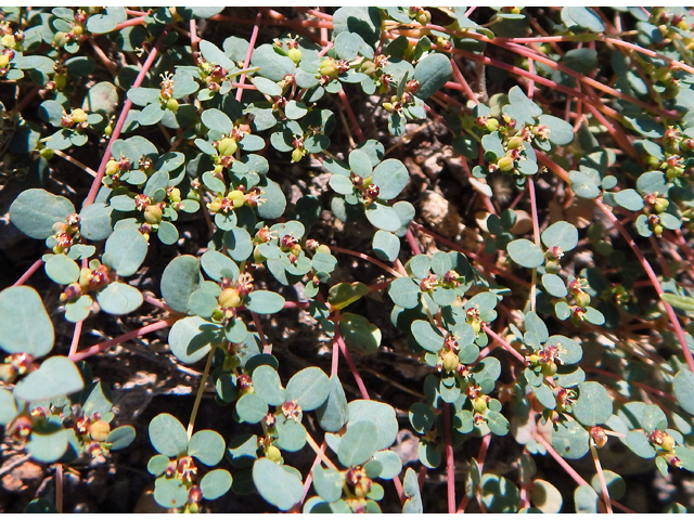 Chamaesyce cinerascens (Ashy sandmat) #78101