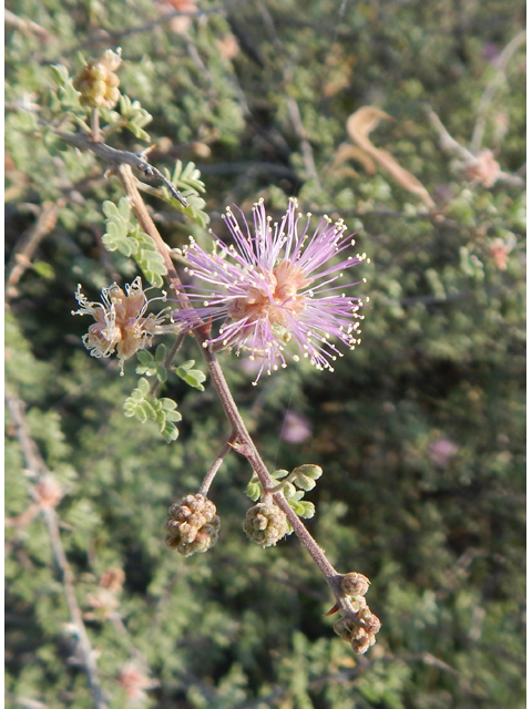 Mimosa emoryana (Emory's mimosa) #78102