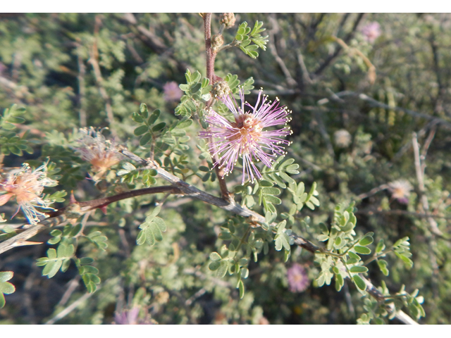 Mimosa emoryana (Emory's mimosa) #78103