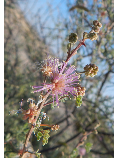 Mimosa emoryana (Emory's mimosa) #78104