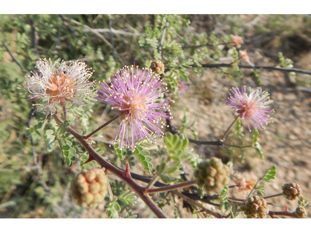 Mimosa emoryana (Emory's mimosa) #78105