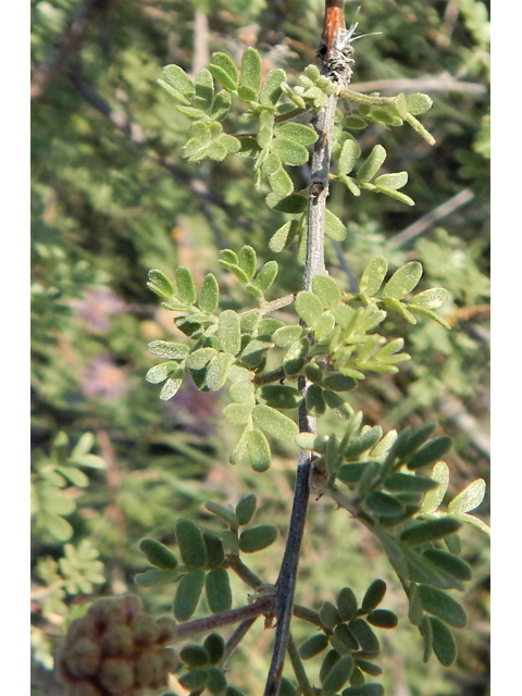 Mimosa emoryana (Emory's mimosa) #78106