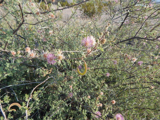 Mimosa emoryana (Emory's mimosa) #78109