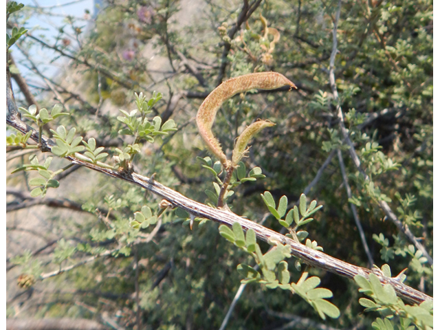 Mimosa emoryana (Emory's mimosa) #78110