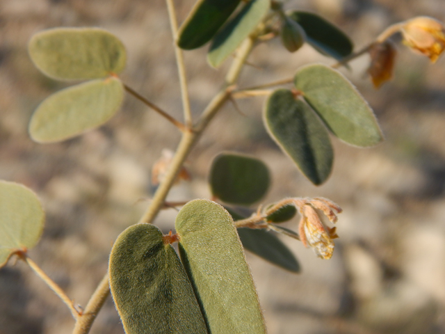 Senna bauhinioides (Twinleaf senna) #78116