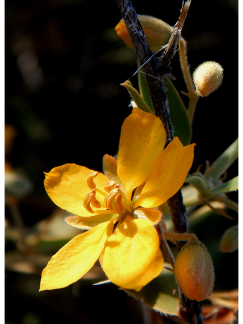 Senna bauhinioides (Twinleaf senna) #78121