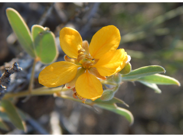 Senna bauhinioides (Twinleaf senna) #78122