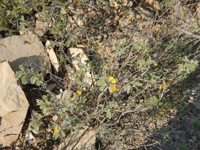 Senna bauhinioides (Twinleaf senna) #78123