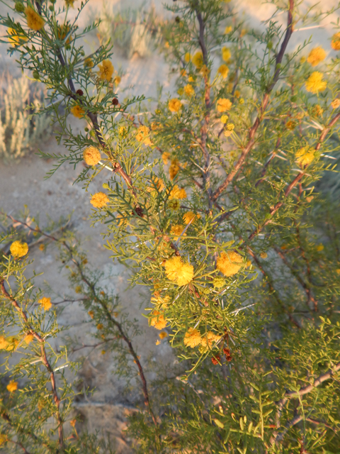 Vachellia schottii (Schott's wattle) #78126