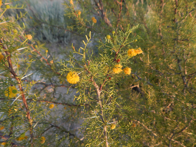 Vachellia schottii (Schott's wattle) #78127