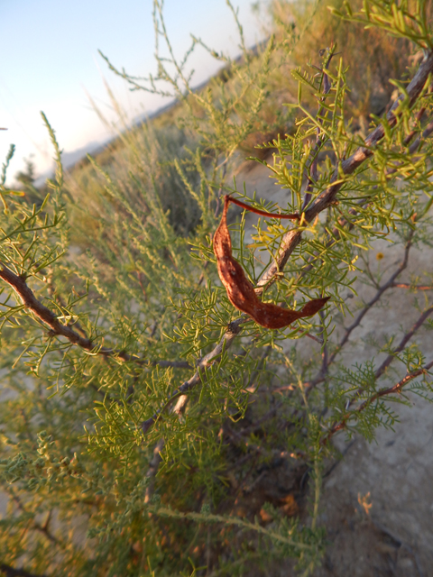 Vachellia schottii (Schott's wattle) #78129