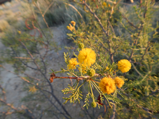 Vachellia schottii (Schott's wattle) #78131