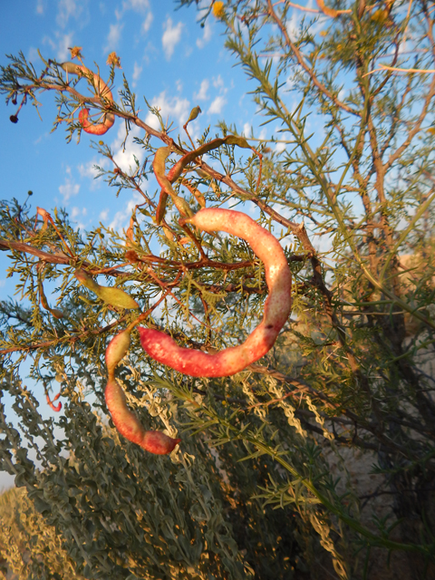 Vachellia schottii (Schott's wattle) #78133