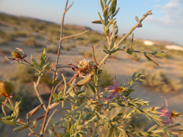 Krameria grayi (White ratany) #78136