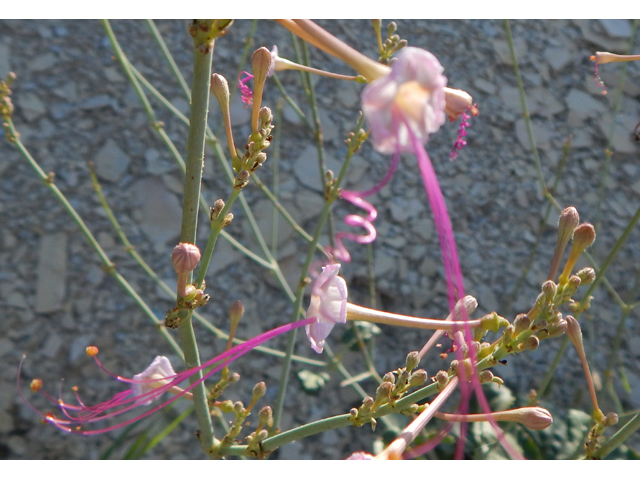 Anulocaulis leiosolenus var. lasianthus (Southwestern ringstem) #78180