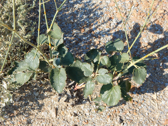 Anulocaulis leiosolenus var. lasianthus (Southwestern ringstem) #78181