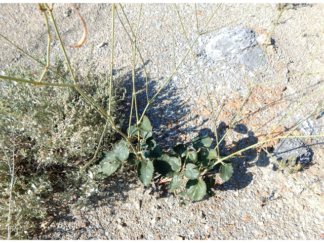 Anulocaulis leiosolenus var. lasianthus (Southwestern ringstem) #78182