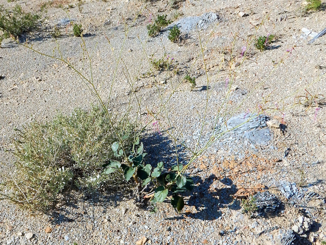 Anulocaulis leiosolenus var. lasianthus (Southwestern ringstem) #78184