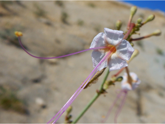 Anulocaulis leiosolenus var. lasianthus (Southwestern ringstem) #78185