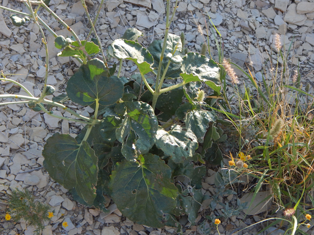 Anulocaulis leiosolenus var. lasianthus (Southwestern ringstem) #78187