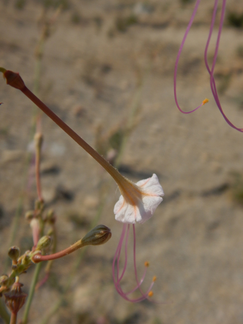 Anulocaulis leiosolenus var. lasianthus (Southwestern ringstem) #78189