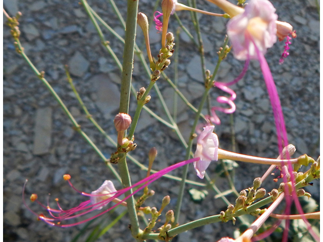 Anulocaulis leiosolenus var. lasianthus (Southwestern ringstem) #78192