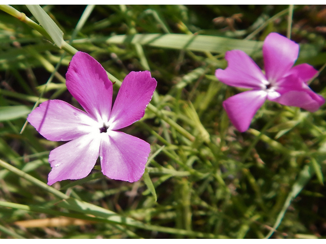 Phlox nana (Santa fe phlox) #78216