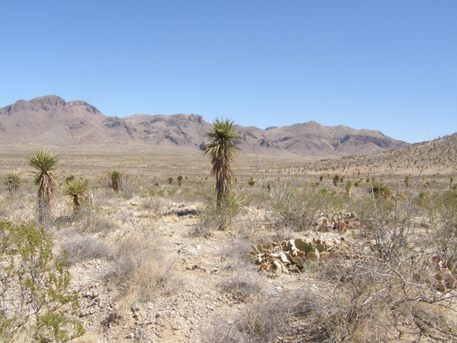 Yucca torreyi (Torrey yucca) #78286