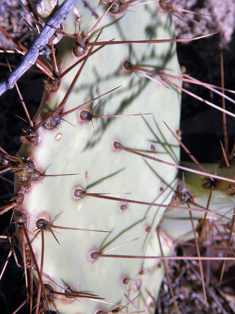 Opuntia phaeacantha (Tulip prickly pear) #78315