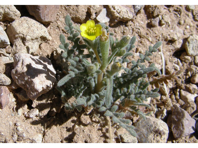 Mentzelia albicaulis (Whitestem blazingstar) #78316