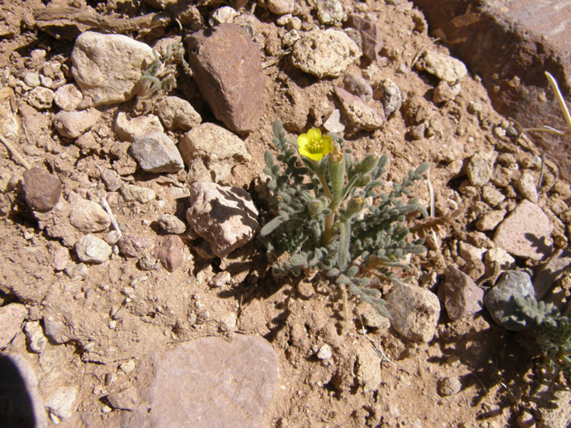 Mentzelia albicaulis (Whitestem blazingstar) #78317