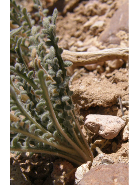 Mentzelia albicaulis (Whitestem blazingstar) #78318