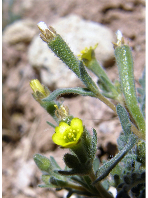 Mentzelia albicaulis (Whitestem blazingstar) #78319