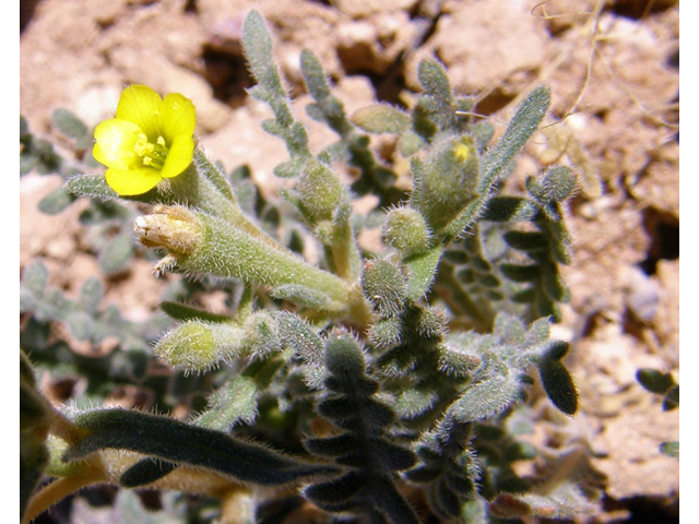 Mentzelia albicaulis (Whitestem blazingstar) #78320