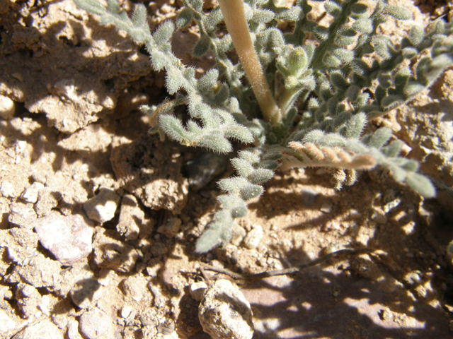 Mentzelia albicaulis (Whitestem blazingstar) #78321