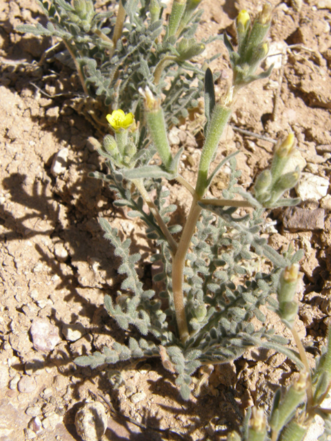 Mentzelia albicaulis (Whitestem blazingstar) #78322