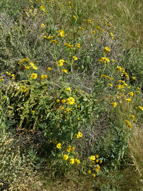 Verbesina encelioides (Cowpen daisy) #78342