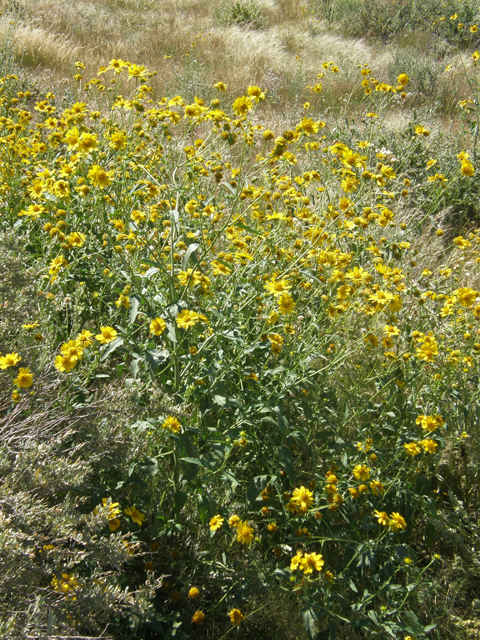 Verbesina encelioides (Cowpen daisy) #78343