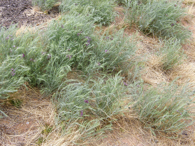 Amsonia tomentosa var. stenophylla (Woolly bluestar) #78344