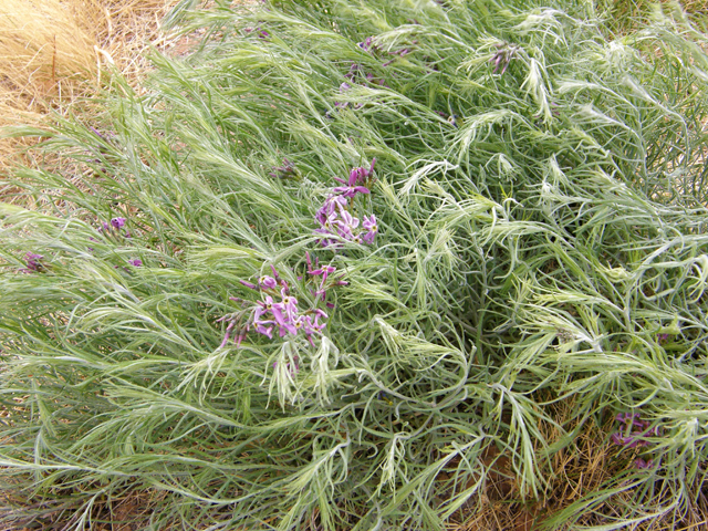 Amsonia tomentosa var. stenophylla (Woolly bluestar) #78345