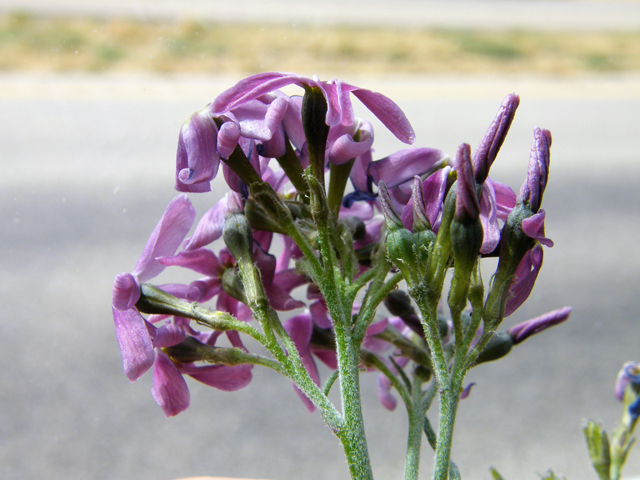 Amsonia tomentosa var. stenophylla (Woolly bluestar) #78349