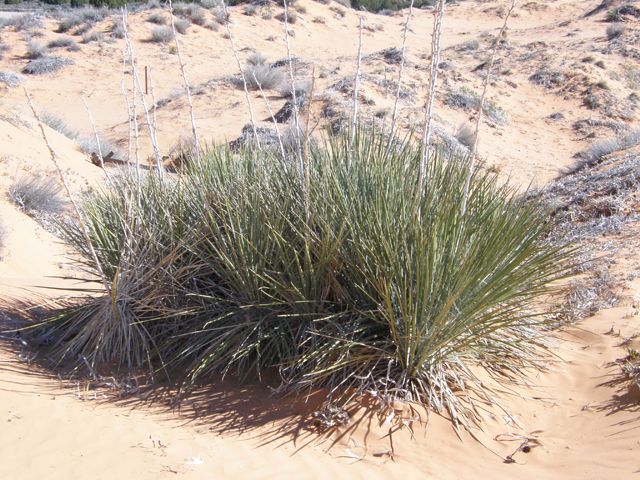 Yucca angustissima var. kanabensis (Kanab yucca) #78374