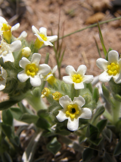 Cryptantha flavoculata (Roughseed cryptantha) #78419