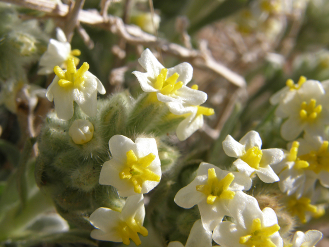 Cryptantha flavoculata (Roughseed cryptantha) #78420