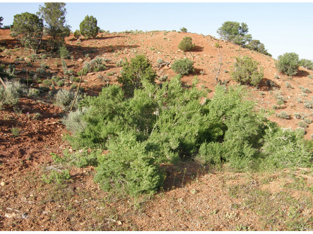 Sarcobatus vermiculatus (Greasewood) #78477