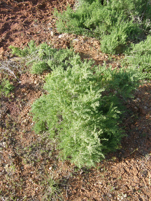 Sarcobatus vermiculatus (Greasewood) #78478