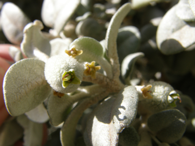 Shepherdia rotundifolia (Roundleaf buffaloberry) #78487