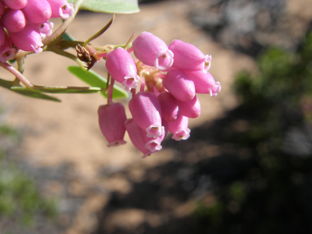 Arctostaphylos patula (Greenleaf manzanita) #78503