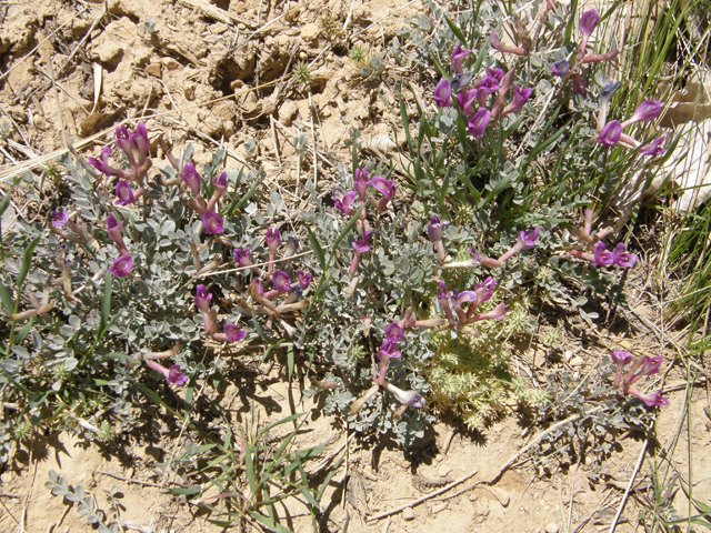 Astragalus amphioxys (Crescent milkvetch) #78513